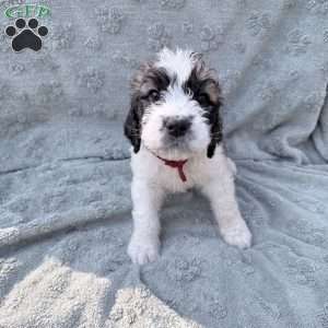red, Saint Berdoodle Puppy